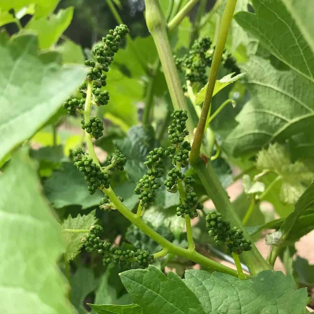 Grape buds